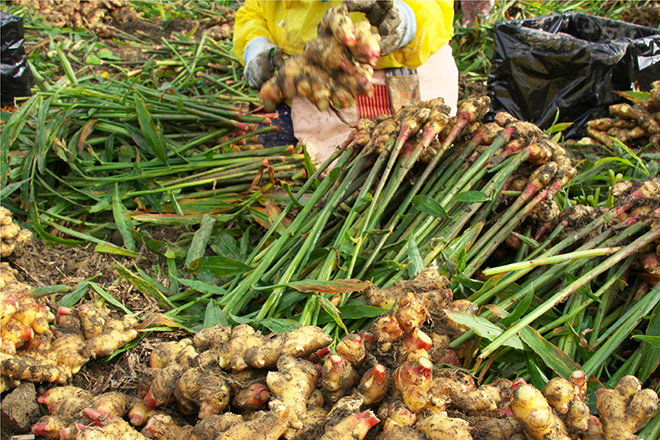 本気ジンジャエール